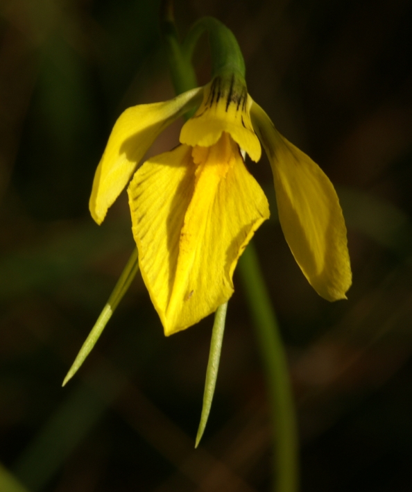 Diuris behrii